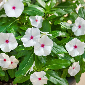 Periwinkle (periwinkle vinca) samen for anpflanzung in home garten