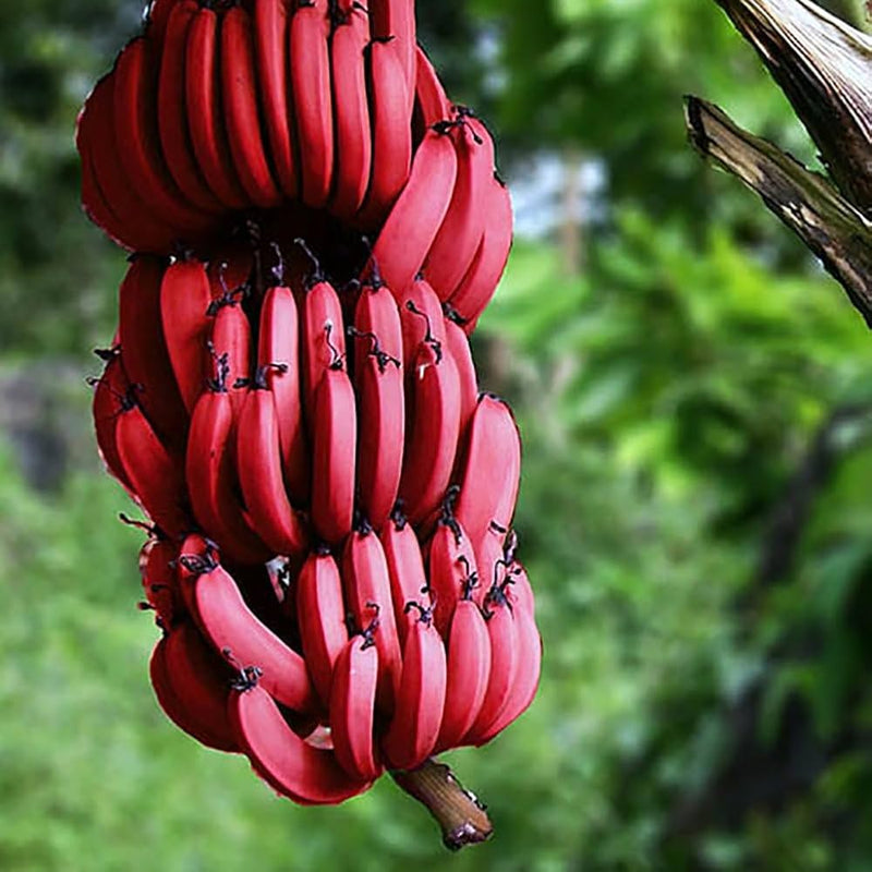 Semi di banana rossa facili da piantare