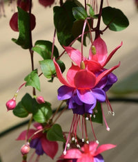 Fuchsie Fuchsie spp Blumensamen zur Aussaat Blume Beet