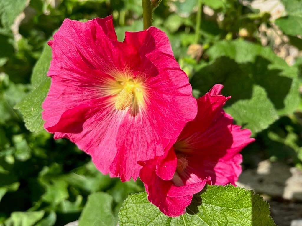 Malvarosa blume samen for anpflanzung - vibrant colors, heirloom & gmo free samen for home garten
 
 sale samen for home garten