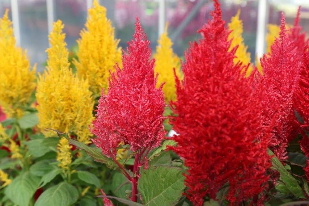 Pampas Mischung Blume Samen zur Aussaat – leuchtend Blends Gärten