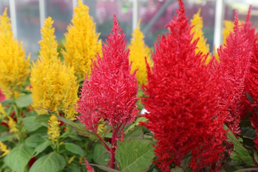 Celosia Amigo Mischung Samen farbenfroh Gartenblumen