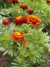 Studentenblume Samen Ez Wachsen Französisch Studentenblume Doppelte Gelbe und Rote Detailed Samen zur Aussaat Blume Beet