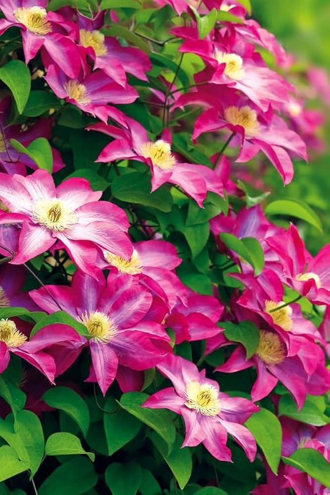 Waldrebe Blumensamen zur Aussaat Waldrebe Viticella trellis Garten vertical space