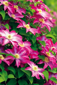 Waldrebe Blumensamen zur Aussaat Waldrebe Viticella trellis Garten vertical space