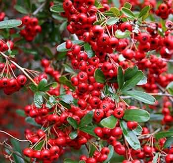 Rot Pyracantha Fortuneana Blumensamen zur Aussaat – farbenfroh Schau – Traditionssorte & ohne Gentechnik Samen Hausgarten