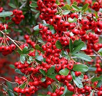 Rot Pyracantha Fortuneana Blumensamen zur Aussaat – farbenfroh Schau – Traditionssorte & ohne Gentechnik Samen Hausgarten