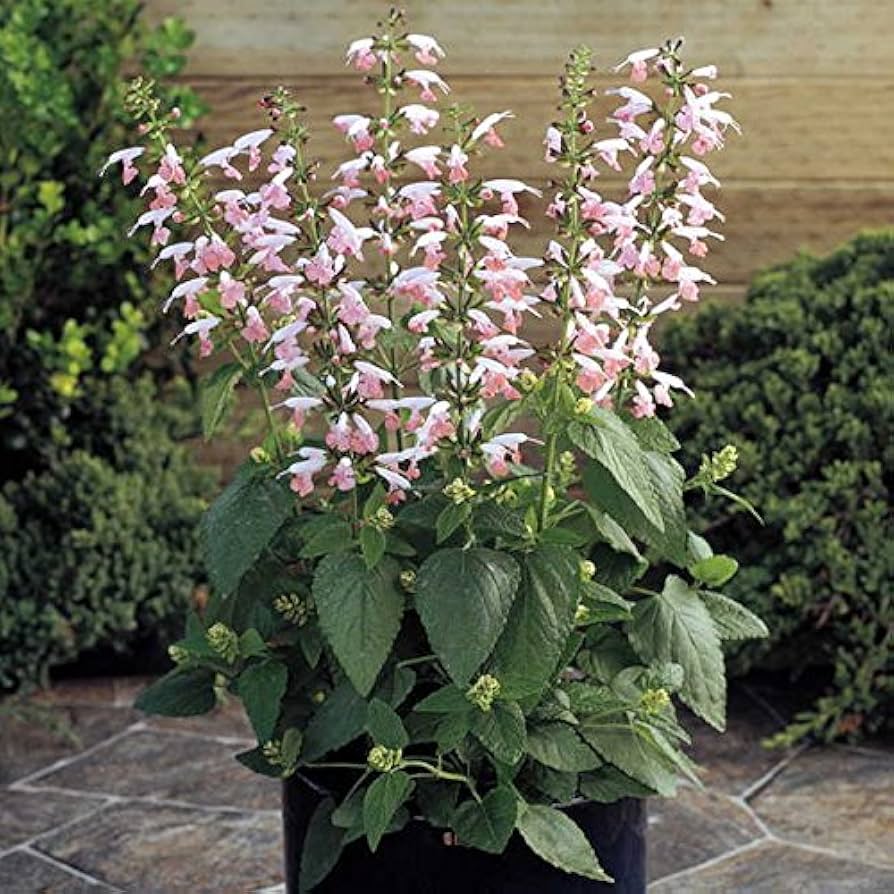 Salvia Nemorosa Sommer Jewel Rosa Samen zur Aussaat Landhaus Garten Blume Pathways