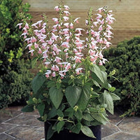 Salvia Nemorosa Sommer Jewel Rosa Samen zur Aussaat Landhaus Garten Blume Pathways