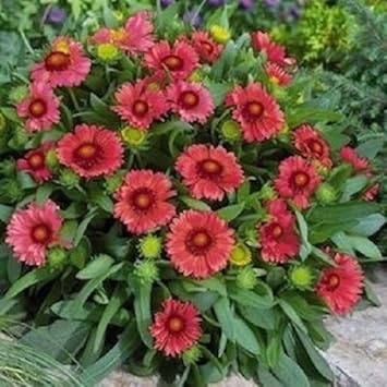 Rot gaillardia arizona blume samen for anpflanzung - compact growth, heirloom & gmo free samen for home garten
sale for anpflanzung in home garten.
