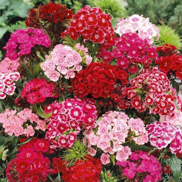 Nelke Barbatus Blumensamen zur Aussaat pflegeleicht Traditionssorte & ohne Gentechnik Samen Hausgarten