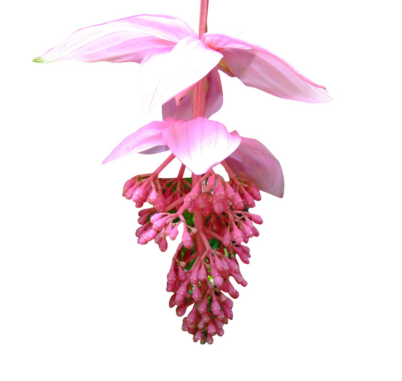 Medinilla Blumensamen zur Aussaat – pflegeleicht – Traditionssorte & ohne Gentechnik Samen Hausgarten