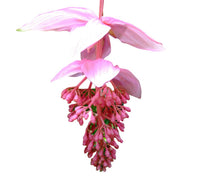 Medinilla Blumensamen zur Aussaat – pflegeleicht – Traditionssorte & ohne Gentechnik Samen Hausgarten