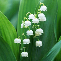 Giglio dei Semi Blume Valley Bell Orchidee Samen