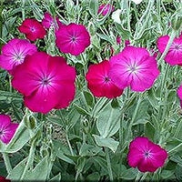 Rosa lychnis blume samen for anpflanzung - long bloom season, heirloom & gmo free samen for home garten
 
 sale for anpflanzung in home garten