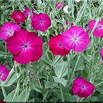 Rosa lychnis blume samen for anpflanzung - long bloom season, heirloom & gmo free samen for home garten
 
 sale for anpflanzung in home garten