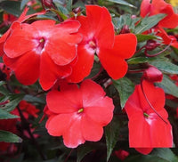 Impatiens Impreza Cherry Splash Samen zur Aussaat Blume Beet