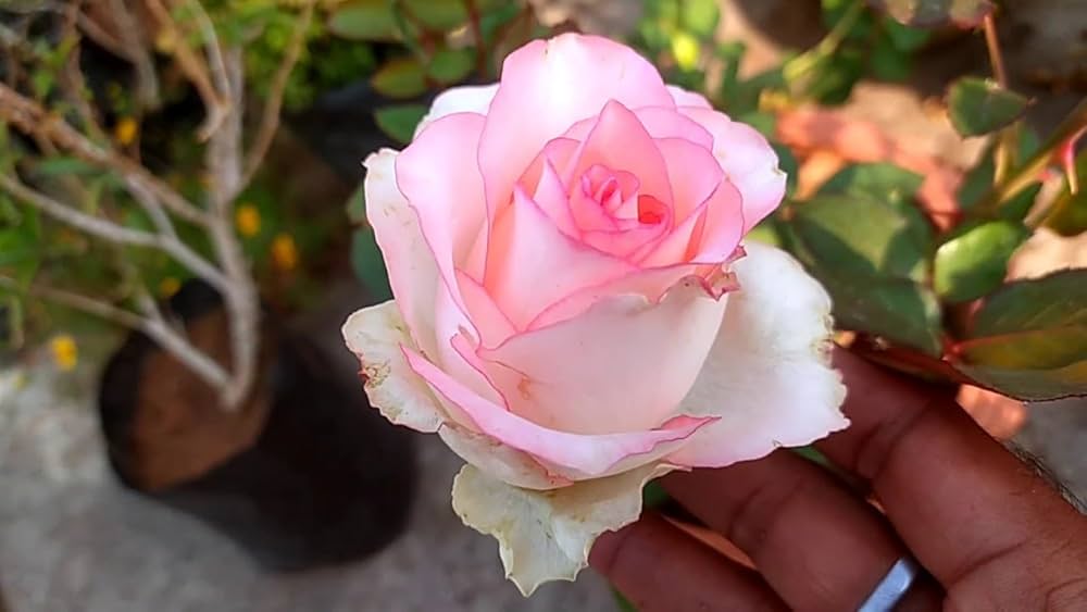 Rosa Rose Rugosa Samen – robust – duftend Rosa Roses – Aromatic Garten Rabatten