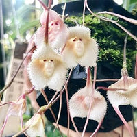 Orchidee Blumensamen zur Aussaat – Schnitt Blume beliebt – Traditionssorte & ohne Gentechnik Samen Hausgarten