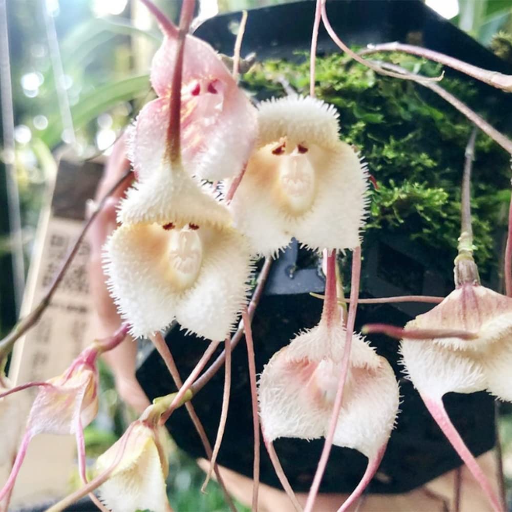Monkey Face hell Rosa Orchids Blumensamen zur Aussaat – robust Sorte – Traditionssorte & ohne Gentechnik Samen Hausgarten