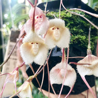 Monkey Face hell Rosa Orchids Blumensamen zur Aussaat – robust Sorte – Traditionssorte & ohne Gentechnik Samen Hausgarten