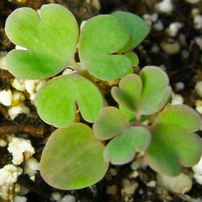 Aquilegia blau star columbine samen for blau blumen