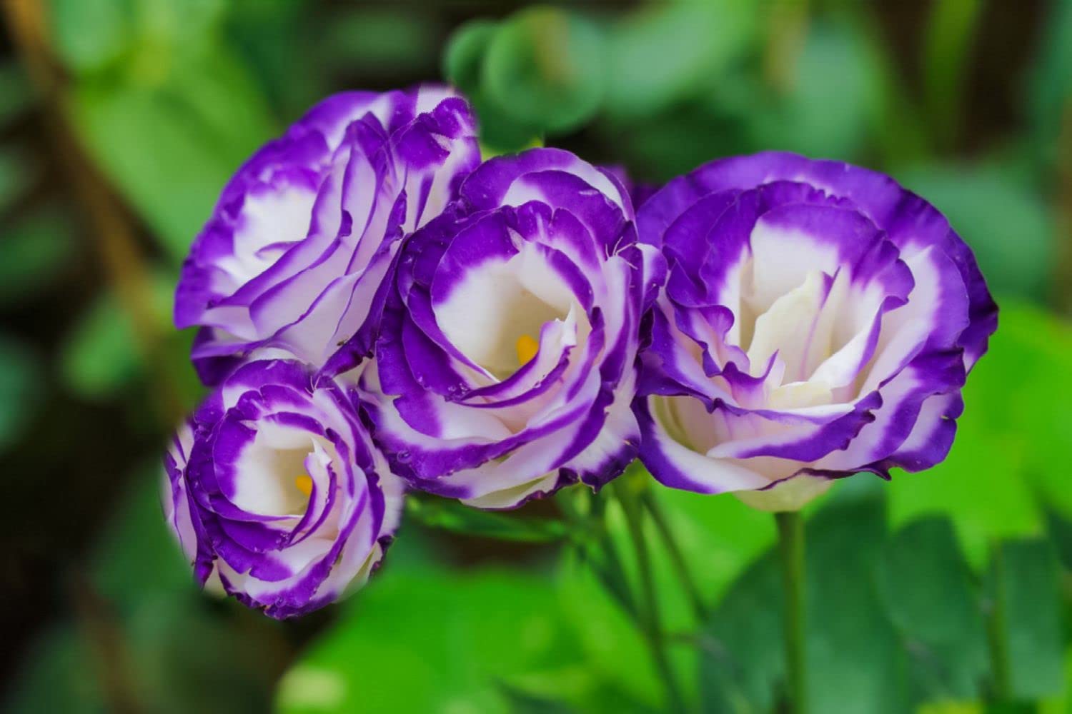 Blau Lisianthus Blumensamen zur Aussaat Anzucht Traditionssorte & ohne Gentechnik Samen Hausgarten