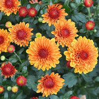 Traditionssorte Gelb & Rot Chrysantheme morifolium Blumensamen zur Aussaat – farbenfroh Schau – Traditionssorte & ohne Gentechnik Samen Hausgarten