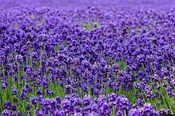 Thick blau lavender blume samen for anpflanzung vibrant colors heirloom & gmo free samen for home garten 
 
 sale for anpflanzung in home garten