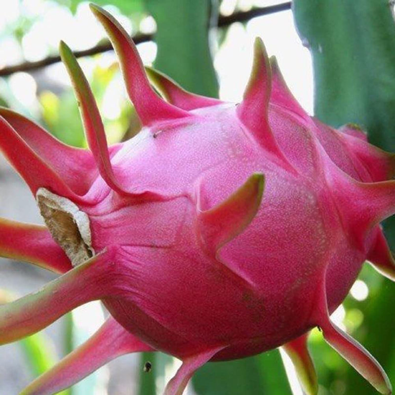 Semi di pitaya rossa facili da piantare