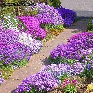 Lila aubrieta cascade blume samen for anpflanzung - shade tolerant, heirloom & gmo free samen for home garten
 
 sale samen for home garten