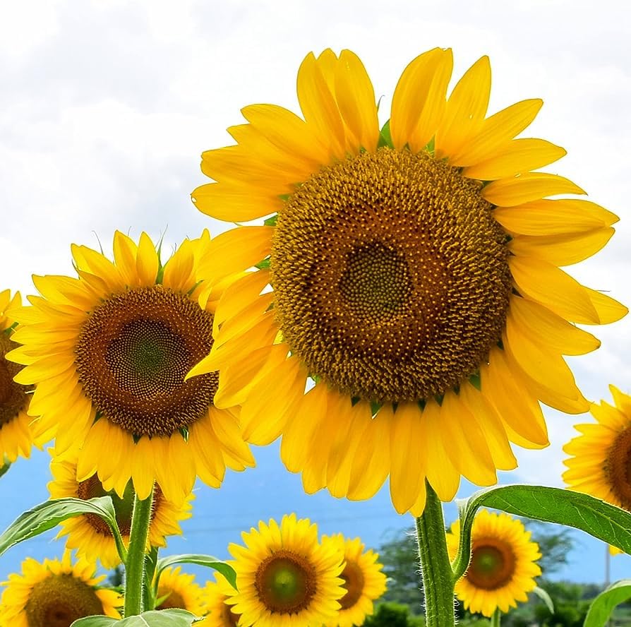 riesig Edible Sonnenblume Samen – groß – Nutritious Sunflowers für Ihren Garten