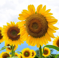 riesig Edible Sonnenblume Samen – groß – Nutritious Sunflowers für Ihren Garten