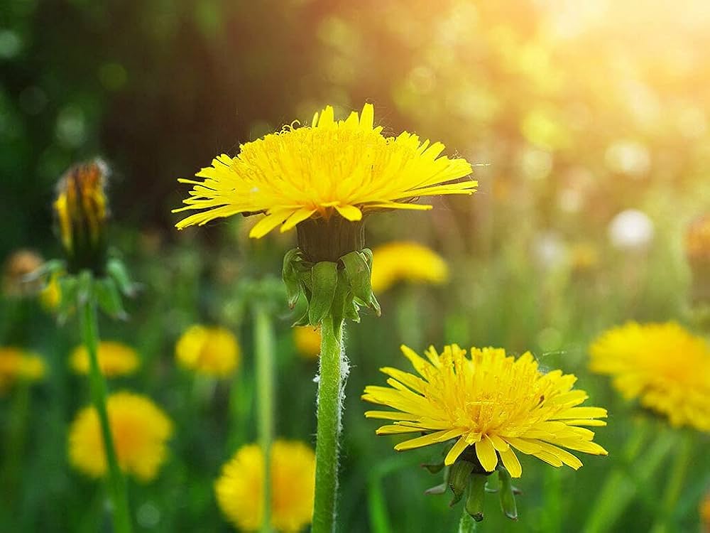 Dandelion Taraxacum officinale Leaves Asparagus Samen zur Aussaat Vegetable Patch und Garten