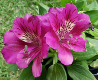 Peruvian lily alstroemeria spp. for anpflanzung in blume bed