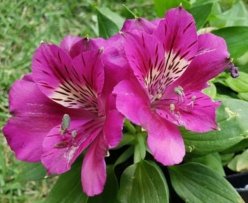 Peruvian lily alstroemeria spp. for anpflanzung in blume bed