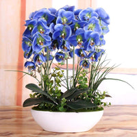 Himmelblau Schmetterling Orchidee Blumensamen zur Aussaat – hochwertige Qualitäts- – Traditionssorte & ohne Gentechnik Samen Hausgarten