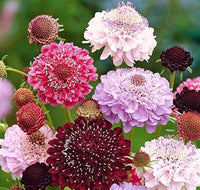 Pincushion Blume Scabiosa atropurpurea Samen zur Aussaat Hausgarten Blume Beet