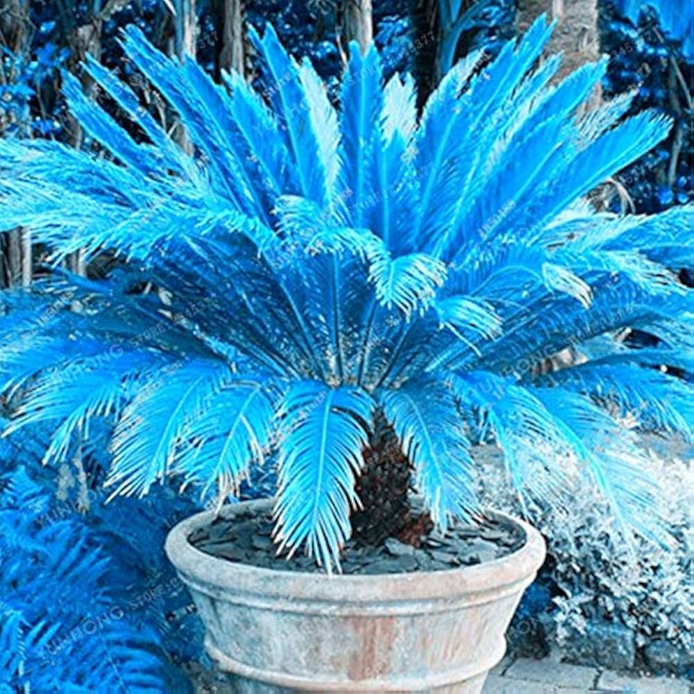 Blau Cycas Blumensamen zur Aussaat – Landhaus Garten wichtig – Traditionssorte & ohne Gentechnik Samen Hausgarten