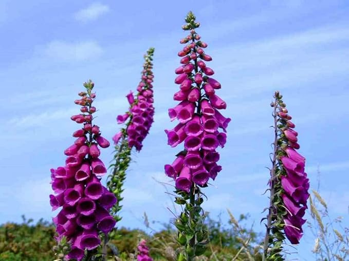 Digitalis Foxglove Blume Mischung Samen Foxglove Blüten