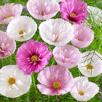 Sensation Pinkie Cosmos Drought verträglich einjährige Blume Samen Soft – Rosa Blüten Garten