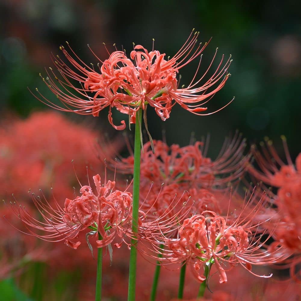 hell Grey Higanbana Blumensamen zur Aussaat leuchtend Traditionssorte & ohne Gentechnik Samen Hausgarten