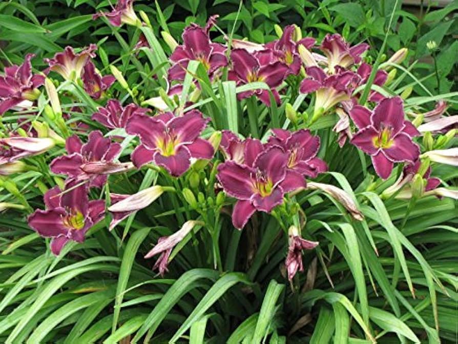Taglilie Hemerocallis spp Blumensamen zur Aussaat Blume Beet