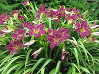 Taglilie Hemerocallis spp Blumensamen zur Aussaat Blume Beet
