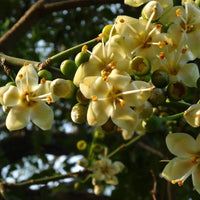 hell Gelb Ceiba Pentandra Blumensamen zur Aussaat – Landhaus Garten wichtig – Traditionssorte & ohne Gentechnik Samen Hausgarten