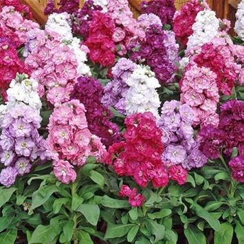 Mixed matthiola incana blume samen for anpflanzung - fragrant blossoms, heirloom & gmo free samen for home garten
 
 sale samen for anpflanzung in home garten