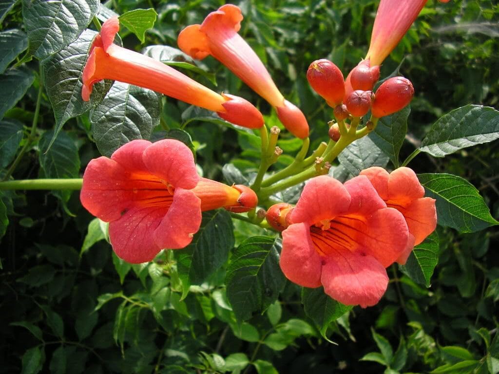 Enredadera trompetan blume samen for anpflanzung - shade tolerant, heirloom & gmo free samen for home garten
 
 sale samen for anpflanzung in home garten