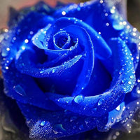 Rose Samen – Rot – Blau – Weiß – Schwarz Rose Hausgarten