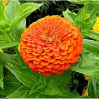 Orange King Zinnie Blumensamen Garten