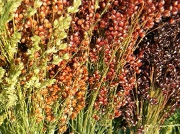 kaufen broom sorghum pflanze pflanzung samen collection Stück, 100 Stück